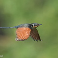 Chestnut-winged Cuckoo-210304-102MSDCF-FRY09363-W.jpg