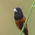 Chestnut Munia-140119-113EOS1D-FY1X1406-W.jpg