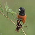 Chestnut Munia-220115-136MSDCF-FRY01638-W.jpg
