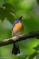 Chinese Blue Flycatcher-200308-112MSDCF-FYP08967-W.jpg