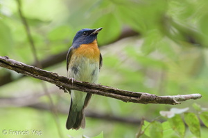 Chinese Blue Flycatcher-201011-103CANON-FY5R8292-W.jpg