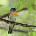 Chinese Blue Flycatcher-201011-103CANON-FY5R8292-W.jpg