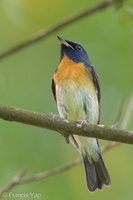 Chinese Blue Flycatcher-201011-103CANON-FY5R9475-W.jpg
