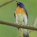 Chinese Blue Flycatcher-201011-103CANON-FY5R9475-W.jpg