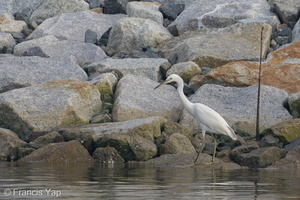 Chinese Egret-121026-103EOS1D-FY1X1691-W.jpg
