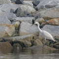 Chinese Egret-121026-103EOS1D-FY1X1691-W.jpg