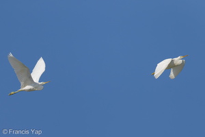 Chinese Egret-121026-103EOS1D-FY1X2535-W.jpg