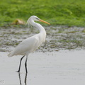 Chinese Egret-210417-107MSDCF-FRY06886-W.jpg
