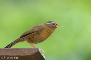 Chinese Hwamei-140502-116EOS1D-FY1X2106-W.jpg