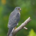 Chinese Sparrowhawk-181024-112ND500-FYP_2165-W.jpg