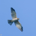 Chinese Sparrowhawk-201031-122MSDCF-FYP01002-W.jpg