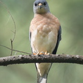 Chinese Sparrowhawk-221231-161MSDCF-FYP06548-W.jpg