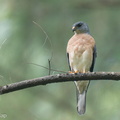 Chinese Sparrowhawk-221231-161MSDCF-FYP06758-W.jpg