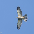 Chinese Sparrowhawk-241013-247MSDCF-FYP03296-W.jpg