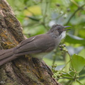 Cinereous Bulbul-150105-119EOS1D-FY1X9282-W.jpg
