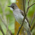 Cinereous Bulbul-150105-119EOS1D-FY1X9354-W.jpg