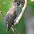 Cinereous Bulbul-191025-101MSDCF-FYP06284-W.jpg