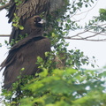 Cinereous Vulture-211230-135MSDCF-FRY01661-W.jpg