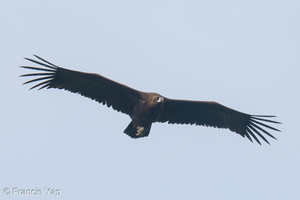 Cinereous Vulture-211230-135MSDCF-FRY02784-W.jpg