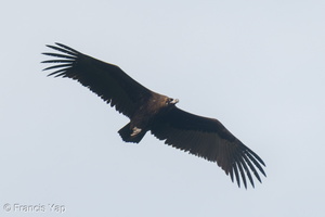 Cinereous Vulture-211230-135MSDCF-FRY02817-W.jpg