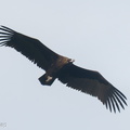 Cinereous Vulture-211230-135MSDCF-FRY02817-W.jpg