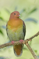 Cinnamon-headed Green Pigeon-160302-102EOS5D-FY5S3457-W.jpg