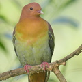 Cinnamon-headed Green Pigeon-160302-102EOS5D-FY5S3457-W.jpg