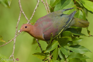 Cinnamon-headed Green Pigeon-160306-102EOS5D-FY5S3559-W.jpg