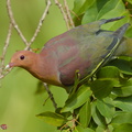 Cinnamon-headed Green Pigeon-160306-102EOS5D-FY5S3559-W.jpg