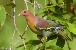 Cinnamon-headed Green Pigeon-160306-102EOS5D-FY5S3564-W.jpg