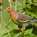 Cinnamon-headed Green Pigeon-160306-102EOS5D-FY5S3564-W.jpg