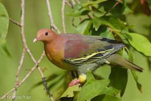 Cinnamon-headed Green Pigeon-160306-102EOS5D-FY5S3585-W.jpg