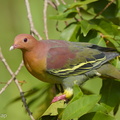 Cinnamon-headed Green Pigeon-160306-102EOS5D-FY5S3585-W.jpg