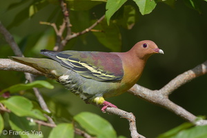 Cinnamon-headed Green Pigeon-160306-124EOS1D-FY1X0845-W.jpg
