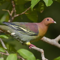 Cinnamon-headed Green Pigeon-160306-124EOS1D-FY1X0845-W.jpg