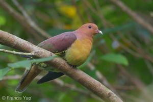 Cinnamon-headed Green Pigeon-170107-105EOS7D-FY7D3210-W.jpg