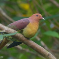 Cinnamon-headed Green Pigeon-170107-105EOS7D-FY7D3210-W.jpg
