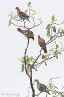 Cinnamon-headed Green Pigeon-201126-104CANON-FY5R5974-W.jpg