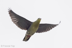 Cinnamon-headed Green Pigeon-201126-104CANON-FY5R7284-W.jpg