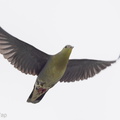 Cinnamon-headed Green Pigeon-201126-104CANON-FY5R7284-W.jpg