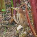 Cinnamon Bittern-200127-111MSDCF-FYP03992-W.jpg