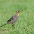 Citrine Wagtail-240114-214MSDCF-FYP01124-W.jpg