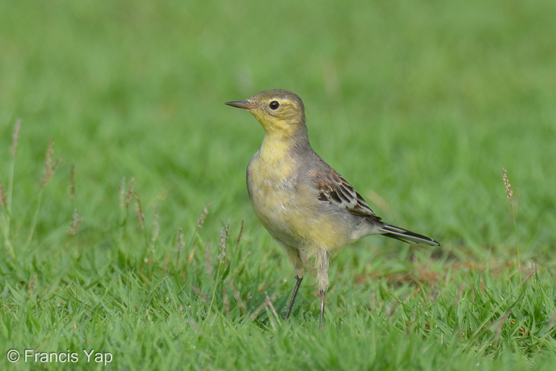 Citrine_Wagtail-240309-218MSDCF-FYP09005-W.jpg