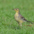Citrine Wagtail-240309-218MSDCF-FYP09005-W.jpg