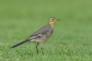 Citrine Wagtail-240309-218MSDCF-FYP09447-W.jpg