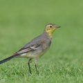 Citrine Wagtail-240309-218MSDCF-FYP09447-W.jpg