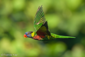 Coconut Lorikeet-210520-110MSDCF-FRY08134-W.jpg