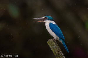 Collared Kingfisher-110128-106EOS7D-IMG_1030-W.jpg