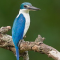 Collared Kingfisher-140628-117EOS1D-FY1X3942-W.jpg