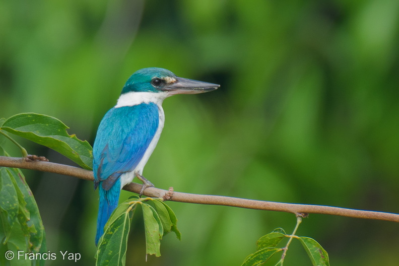 Collared_Kingfisher-250414-103FRYAP-FYA00860-W.jpg